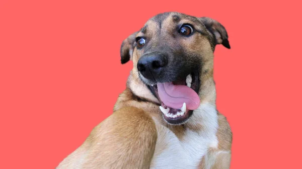 Grappig Uitziende Hond Hoofd Nam Zijn Tong Uit Een Roze — Stockfoto