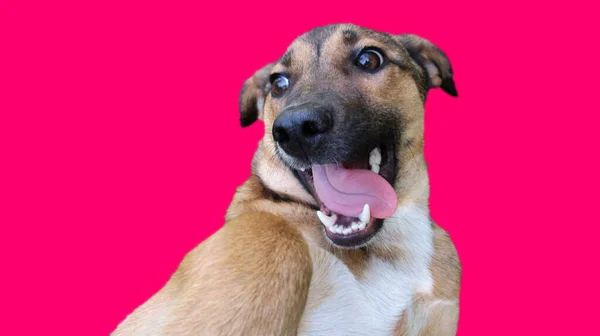 Cabeza Perro Aspecto Divertido Sacó Lengua Sobre Fondo Color Rosa —  Fotos de Stock