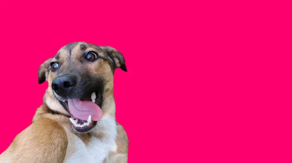 Cabeza Perro Aspecto Divertido Sacó Lengua Sobre Fondo Color Rosa — Foto de Stock