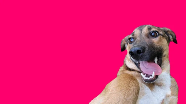 Lustigt Utseende Hund Huvud Tog Sin Tunga Rosa Färgad Bakgrund — Stockfoto