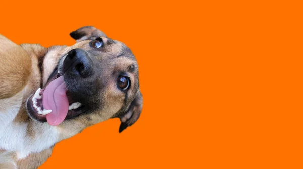 Lustigt Utseende Hund Huvud Tog Sin Tunga Orange Färgad Bakgrund — Stockfoto