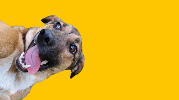 Cabeza Perro Aspecto Divertido Fondo Amarillo — Foto de Stock