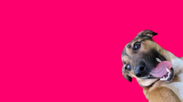 Funny Looking Dog Head Took His Tongue Out Pink Colored — Stock Photo, Image