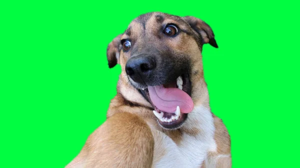 Funny Looking Dog Head Green Background — Stock Photo, Image