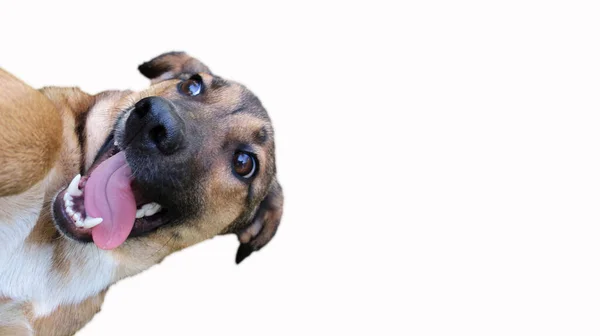 Roligt Utseende Hund Huvud Vit Bakgrund Närbild — Stockfoto