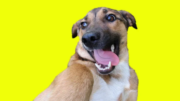 Cabeça Cão Olhando Engraçado Fundo Amarelo — Fotografia de Stock