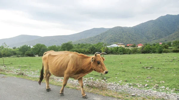 Αγελάδες Που Περπατούν Στην Άκρη Ενός Κεντρικού Δρόμου Του Χωριού Royalty Free Φωτογραφίες Αρχείου