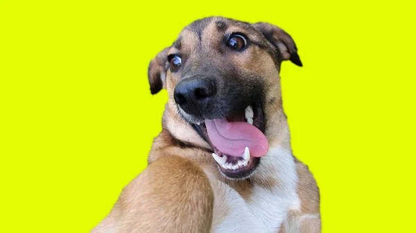 Αστεία Αναζητούν Κεφάλι Σκύλου Στο Κίτρινο Φόντο Εικόνα Αρχείου