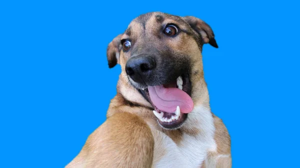 Κοντινό Πλάνο Ενός Κεφαλιού Σκύλου Στο Μπλε Σκούρο Μπλε Φόντο Φωτογραφία Αρχείου