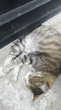 Şehir merkezinde uyuyan sevimli bir sokak kedisinin yakın çekimi.