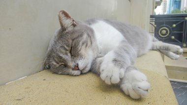 Şehir merkezinde uyuyan sevimli bir sokak kedisinin yakın çekimi.