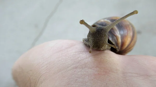 Close Snail Playing Man Hand Garden — Stock Photo, Image