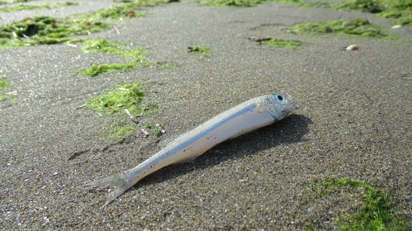 Small Little Sea Fish Laying Sea Sand — Stock Photo, Image