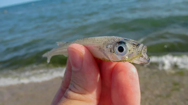 Mano Blanca Masculina Sosteniendo Pequeños Peces Muertos Blancos Una Playa — Foto de Stock