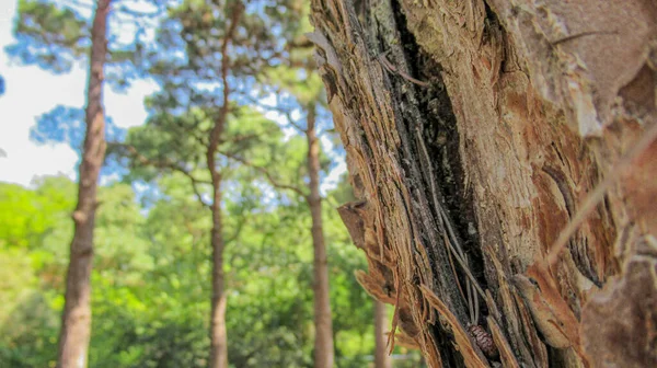 Primo Piano Del Tronco Albero Giardino Botanico Con Sfondo Verde — Foto Stock