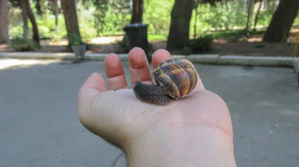 Wild Land Snail Sitting Man Palm — Stock Photo, Image