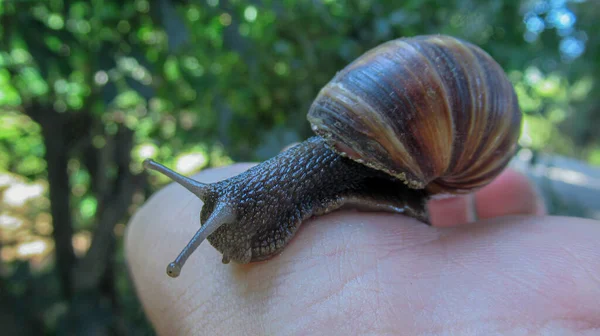 Wild Land Snail Sitting Man Palm — Stock Photo, Image