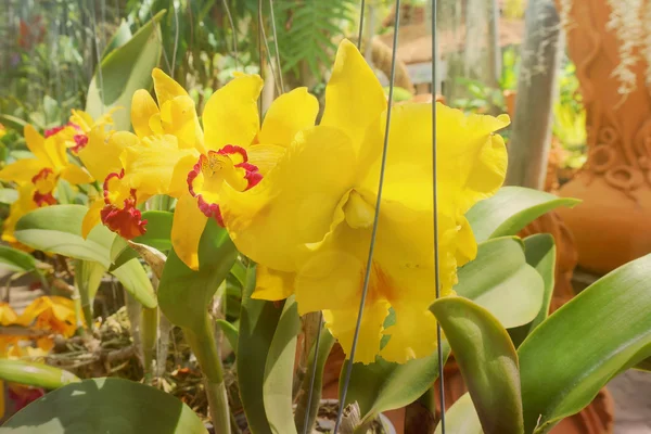 Орхидеи цветы в саду — стоковое фото