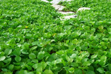 yeşil çimen dokusu arkaplanı