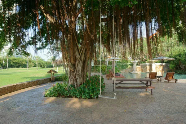 Baum und Schaukel in den Tropen — Stockfoto