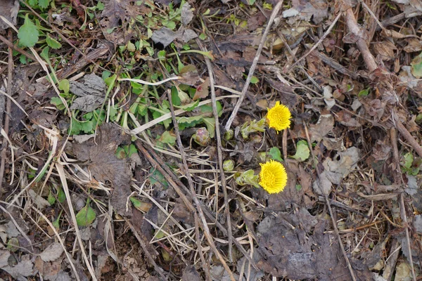 Gele bloemen op de grond in het voorjaar — Stockfoto