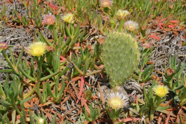 güzel çiçekler kaktüs