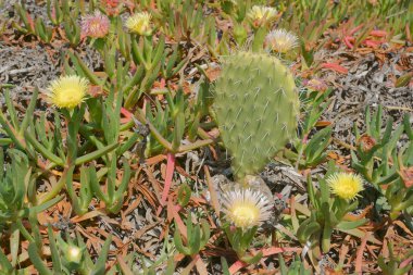 güzel çiçekler kaktüs