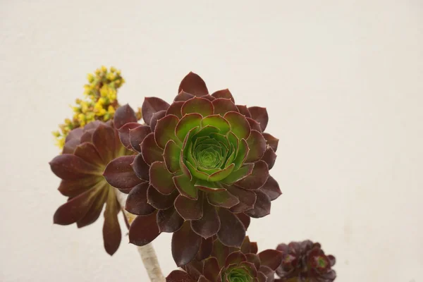 Bloemen op in de tropen — Stockfoto