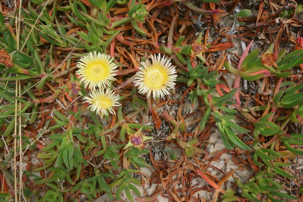 Bloemen in de tropen — Stockfoto