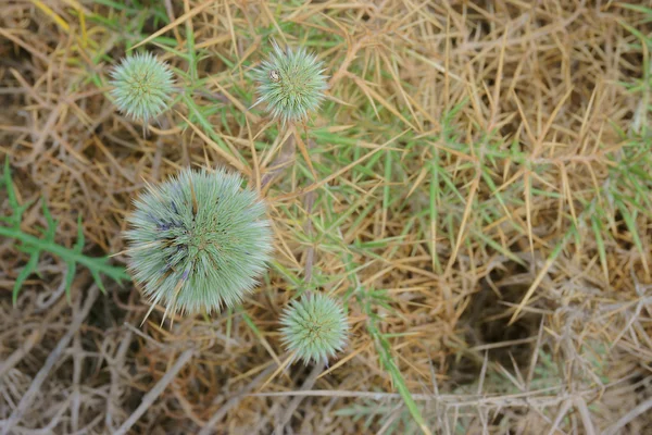 热带花卉 — 图库照片