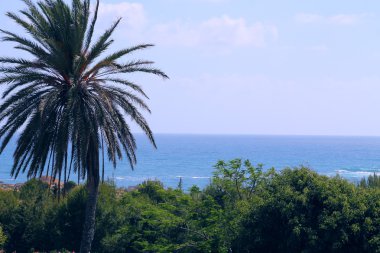 Denizin arka planında palmiye ağacı