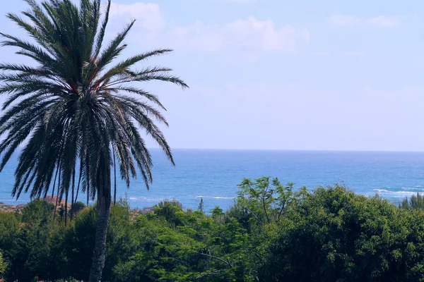 Denizin arka planında palmiye ağacı
