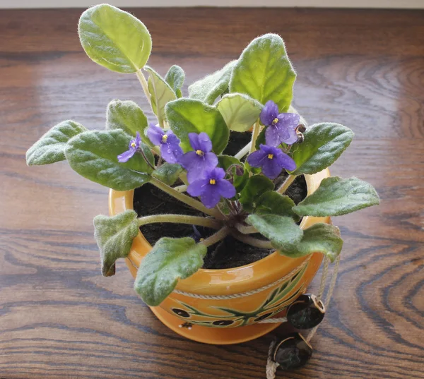 Violets in pot — Stock Photo, Image