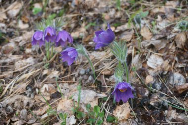 çiy ile mor çiçek