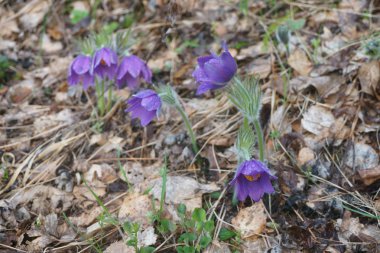 çiy ile mor çiçek