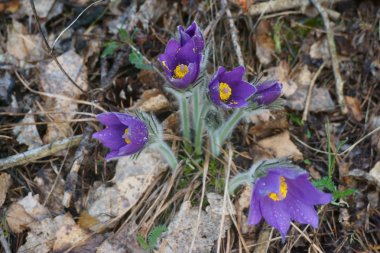 çiy ile mor çiçek