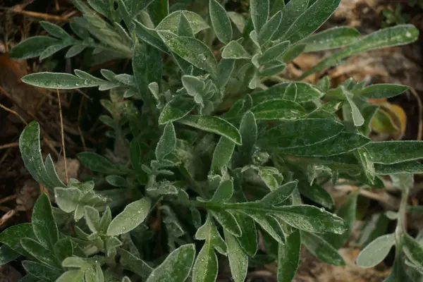 绿草有露水 — 图库照片