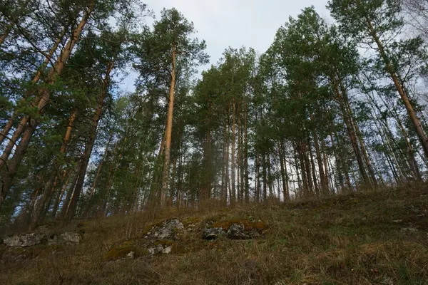 Bosque — Foto de Stock