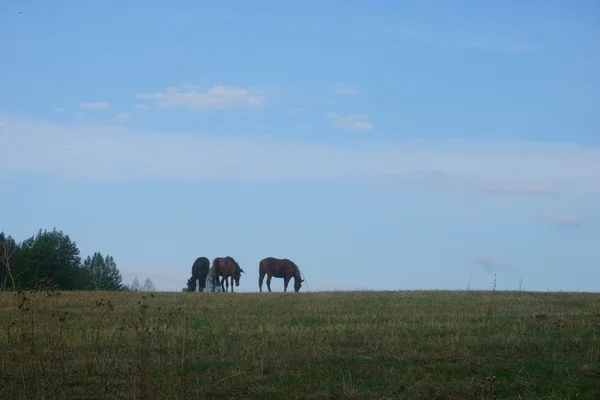 Pferde auf der Weide in der Natur — Stockfoto