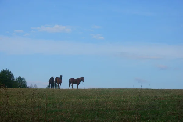 Caballos pastando en la naturaleza Fotos De Stock Sin Royalties Gratis