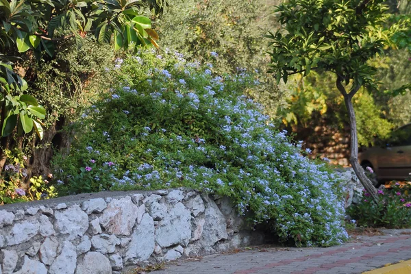 Cespuglio di fiori — Foto Stock