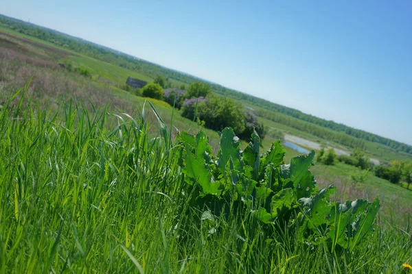 Lago paisagem, grama, campo, verde — Fotografia de Stock