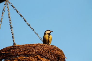 bir sepet üzerinde oturan baştankara