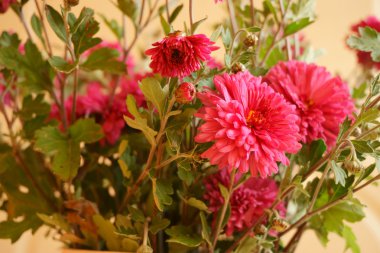 güzel pembe krizantem