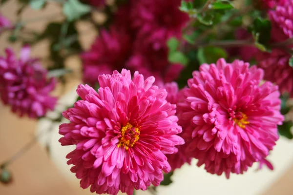 Beau chrysanthème rose — Photo