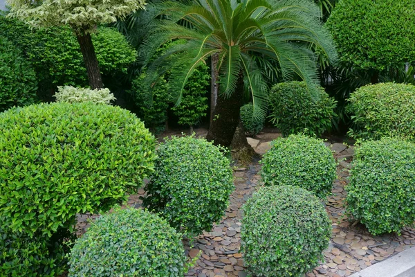 Hermosos macizos de flores en el jardín — Foto de Stock