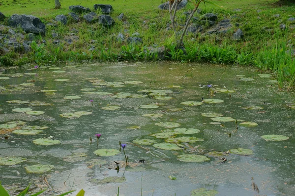 Озеро с красивыми лилиями — стоковое фото