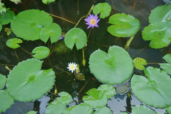 Water lilies in water — Stock Photo, Image