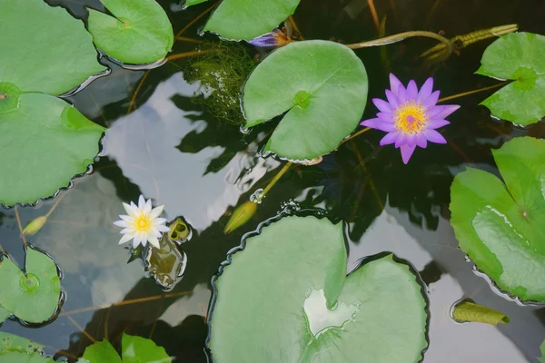 Water lilies in water — Stock Photo, Image