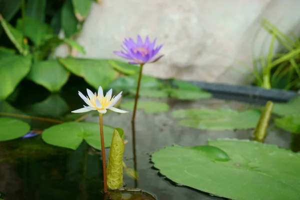 Water lilies in water — Stock Photo, Image